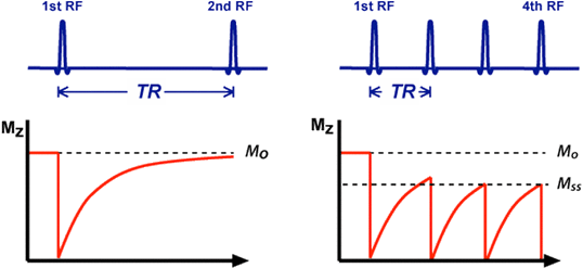 Steady-state magnetization