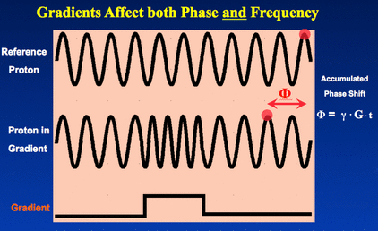 phase and frequency encoding gradients