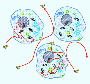 Diffusion of Water molecules