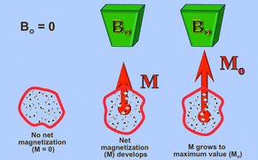 T1 relaxation, spin-lattice, longitudinal relaxation