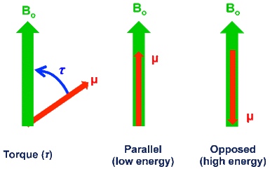 magnetic dipole; torque